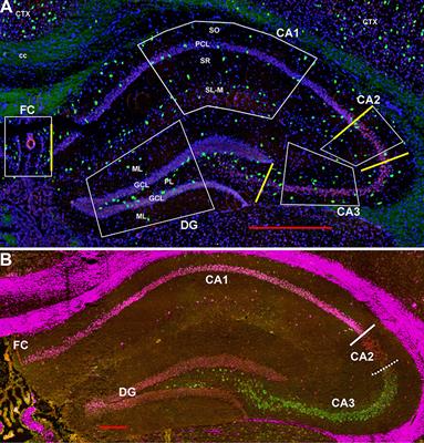 Characterization of Oxytocin Receptor Expression Within Various Neuronal Populations of the Mouse <mark class="highlighted">Dorsal Hippocampus</mark>